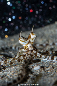 Mimic octopus. by Mehmet Salih Bilal 